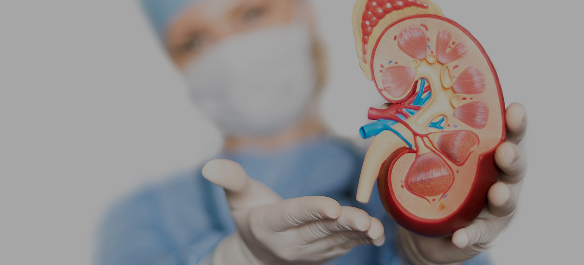 Profesional de salud mostrando un modelo anatómico renal